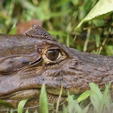 Guacimo Lodge El Castillo de La Concepción Kültér fotó